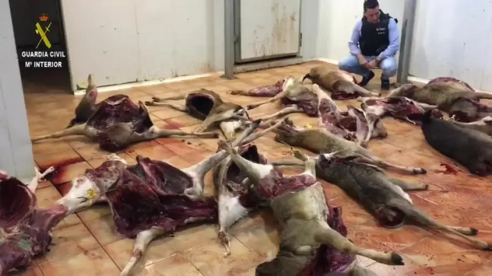 Decomisadas cinco toneladas de carne de caza mayor en Sabiñánigo