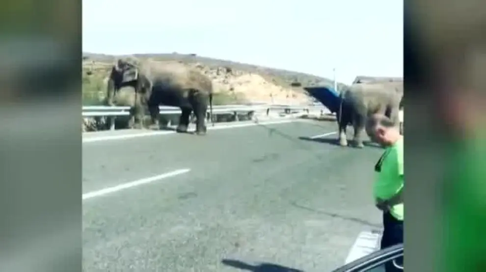 ¿Qué pasará ahora con los elefantes?
