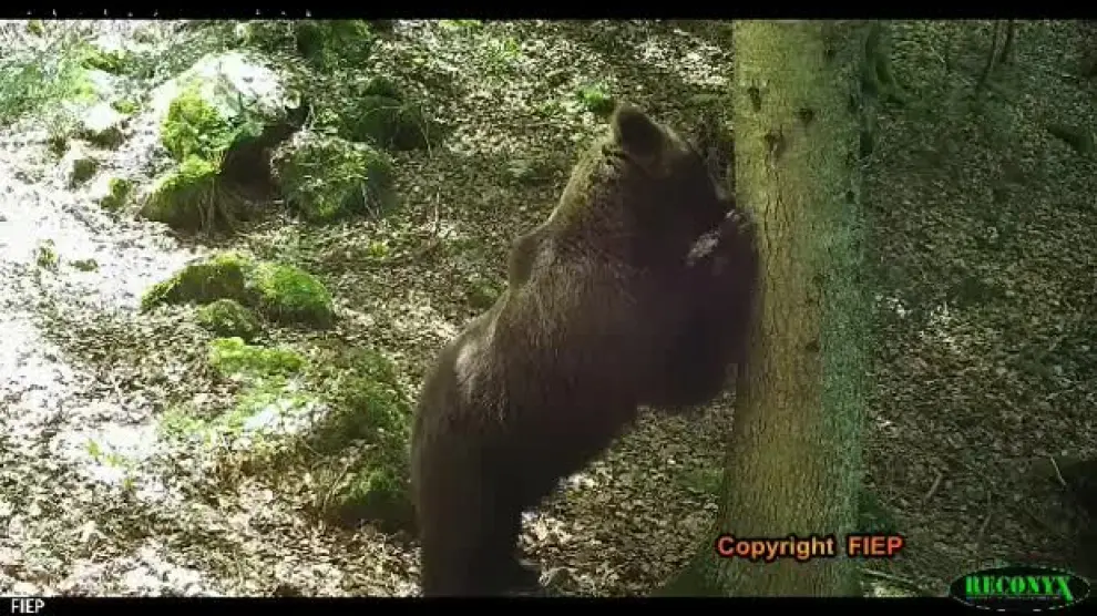 El oso Cannellito, en el Pirineo aragonés