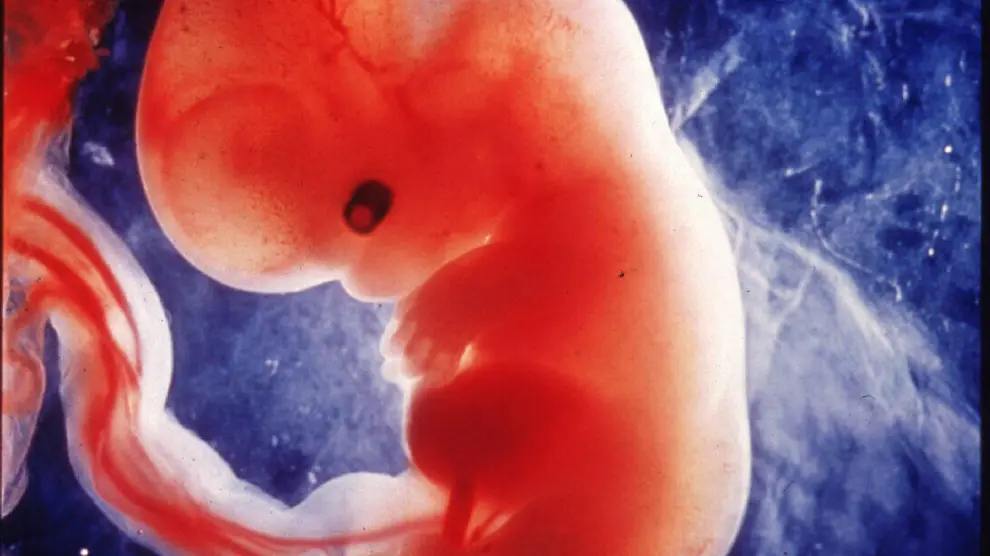 Un feto humano en el utero materno.