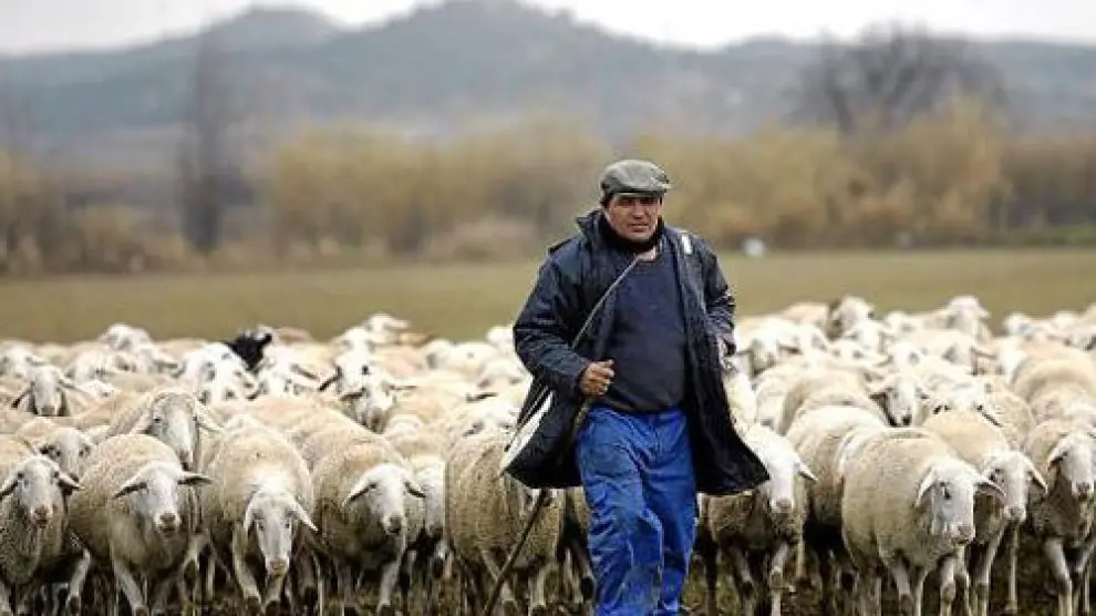 Félix Bosque dirige el rebaño que cuida en unos terrenos cercanos al polígono de Malpica, en Zaragoza