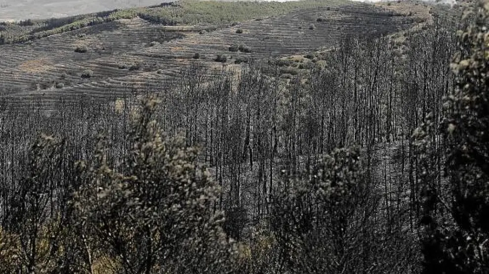 Bosques carbonizados por el incendio Valmadrid.