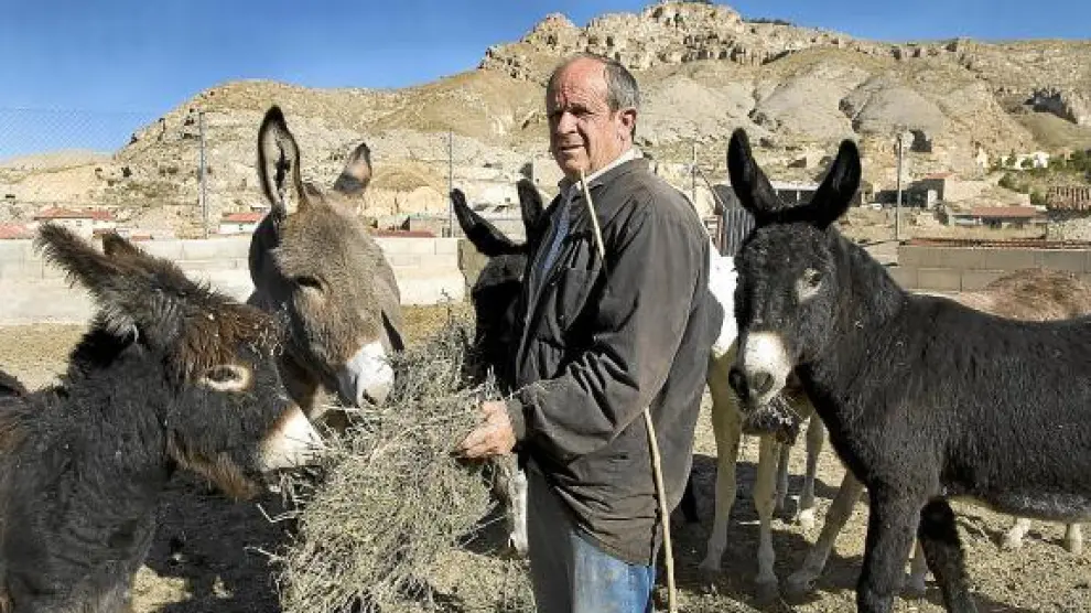 Joaquín Nuño, ayer en Maluenda, con sus burros