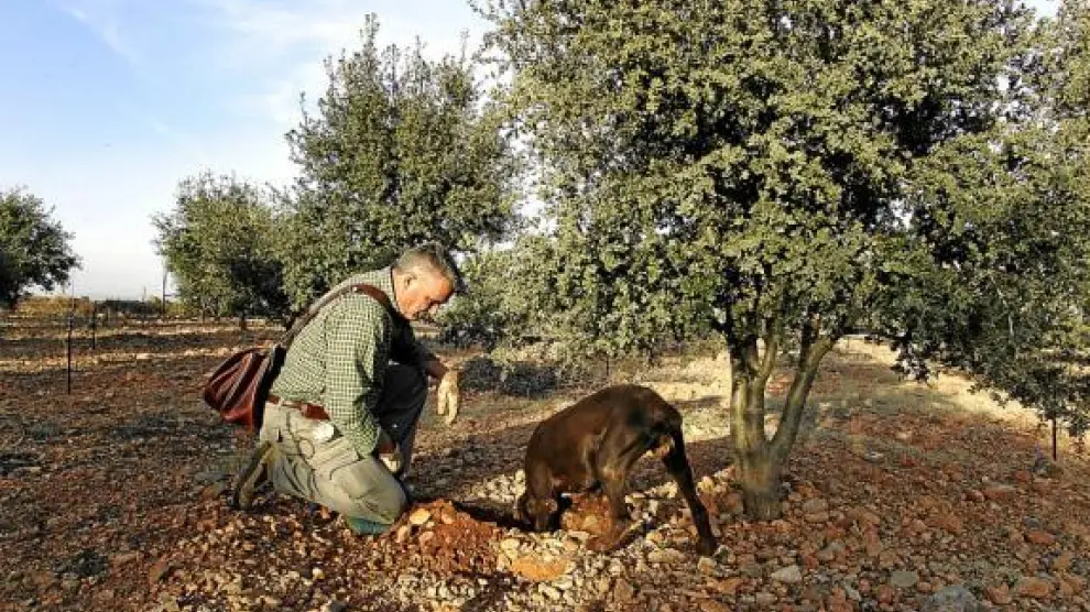 Daniel Bertolín, el presidente de los truferos, recolecta trufas ayudado por su fiel perro
