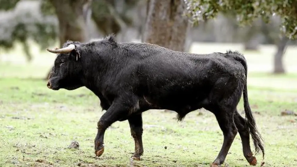 Un toro de lidia en una dehesa salmantina