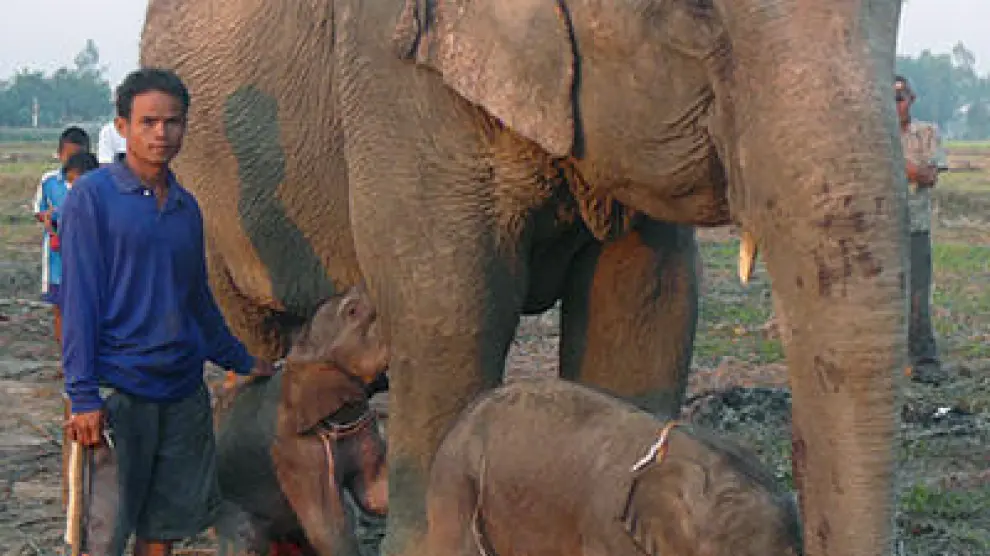 Una elefanta junto a sus gemelos recién nacidos, en Tailandia