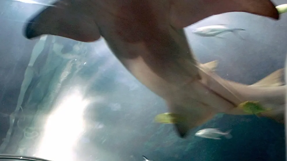 Se puede disfrutar de la belleza de los tiburones sin peligro