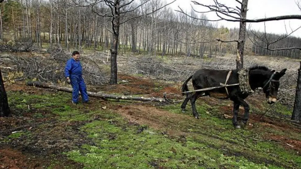 Las empresas madereras usan mulos para sacar los troncos aprovechables de las zonas quemadas.