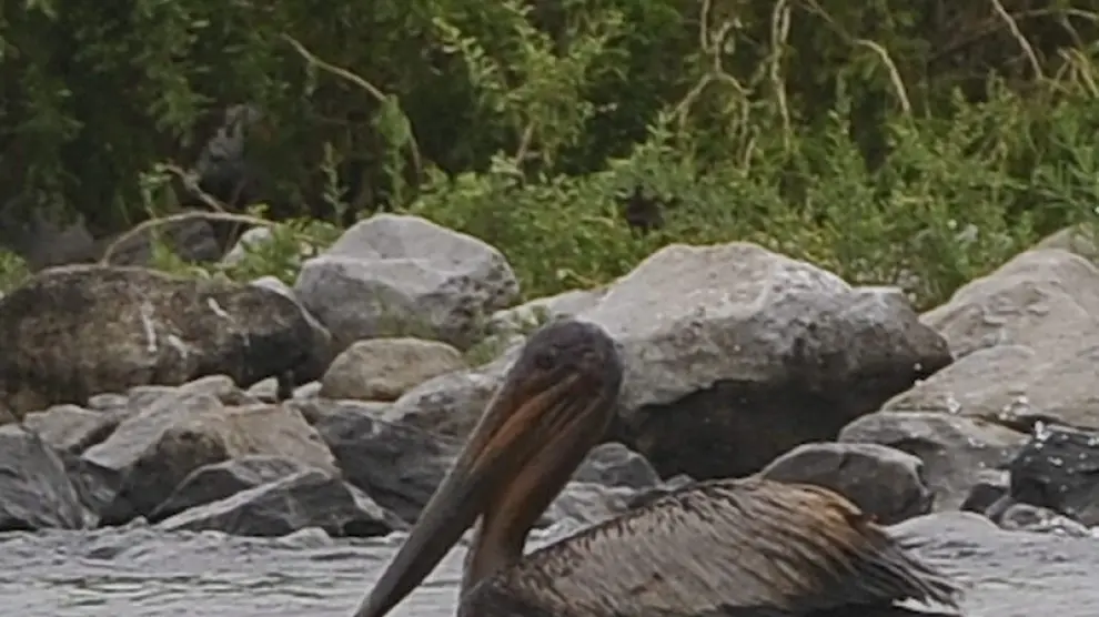 Un pelicano cubierto de petróleo, incapaz de volar y nadar