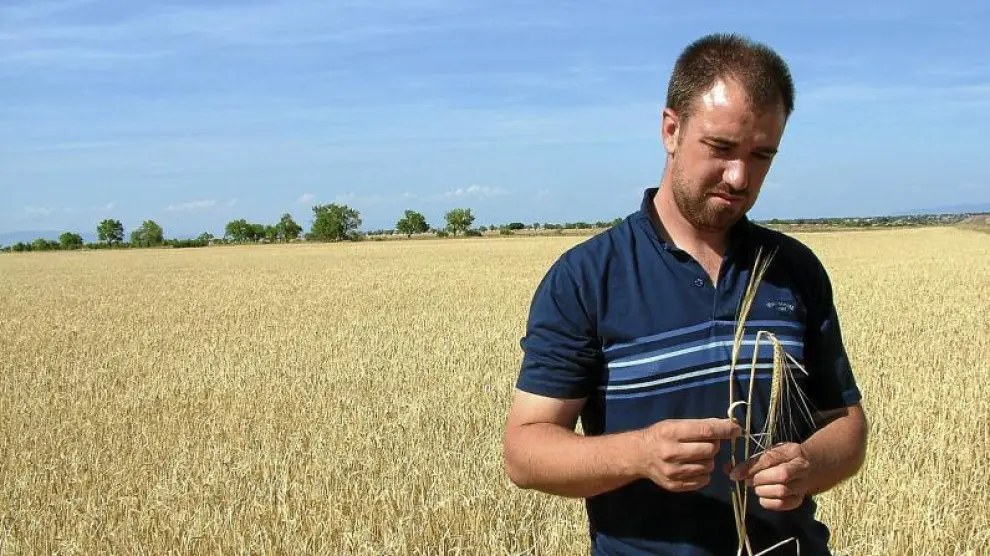 David Solano, presidente de UAGA-COAG en la provincia de Huesca, comprueba en su campo de El Tormillo dos espigas de cebada, una con grano y otra que ha crecido vacía.