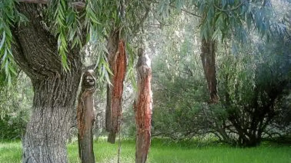 Siluros colgados de un árbol, tras ser desengrasados y fileteados.