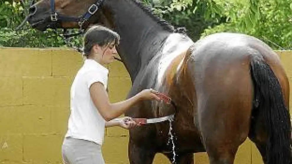 La higiene del caballo es fundamental para su salud.