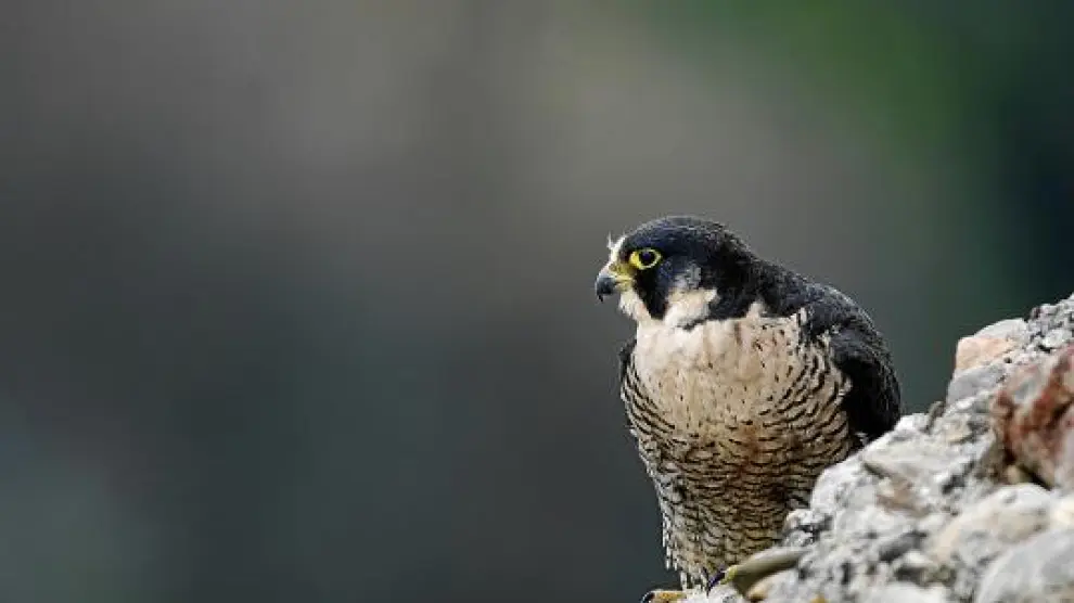 Los halcones peregrinos ayudan a luchar contra las plagas de estorninos y palomas