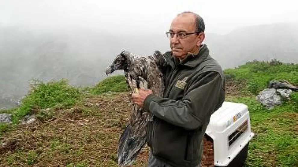 El pasado 15 de junio, los dos pollos fueron trasladados por carretera de Ordesa a los Picos de Europa.