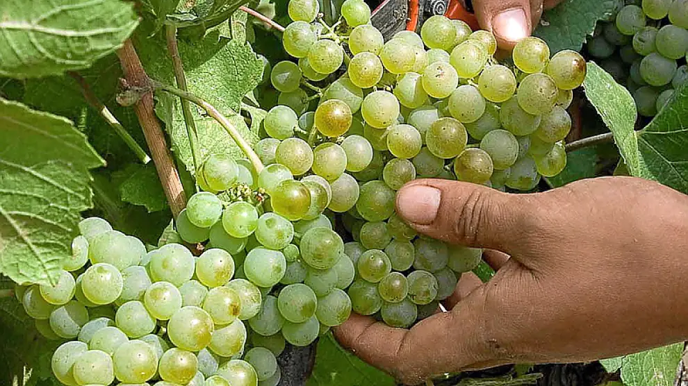 Vendimiando la uva chardonnay