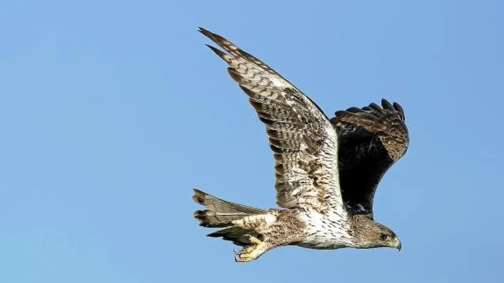 Un ejemplar de águila perdicera en pleno vuelo, en una foto de archivo.