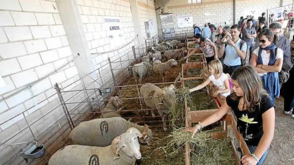 El público alimenta a ejemplares de merino de los Montes Universales, una raza autóctona de ovino.