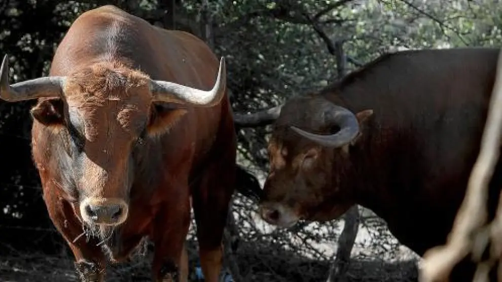 Los serios toros de la ganadería de Cuvillo que serán toreados en Zaragoza.
