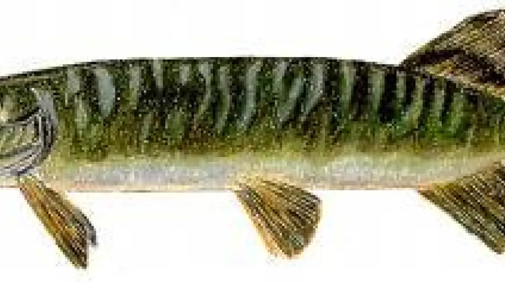 La mitad de las 32 especies de peces que viven en los ríos aragoneses son exóticas