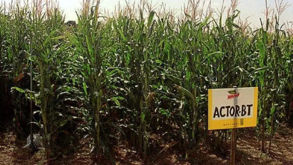 Cultivo de maíz transgénico Bt en Aragón.