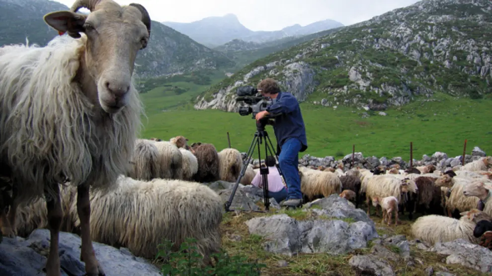 Moreno filmando entre ovejas latxas