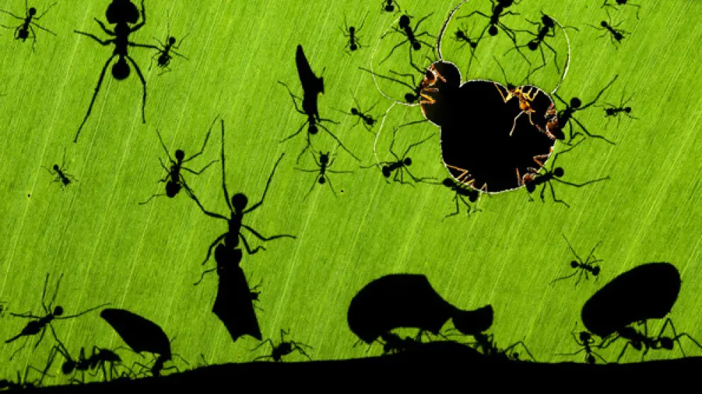 Una maravilla de hormigas