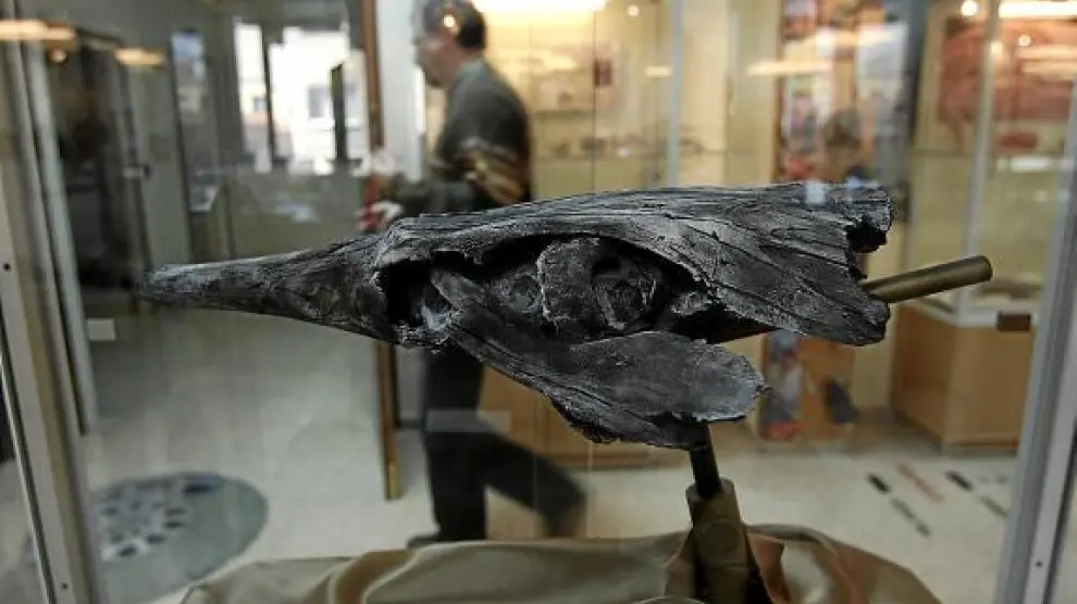 Una de las piezas que se expone en el Museo Paleontológico de Zaragoza, en la sala Lucas Mallada.