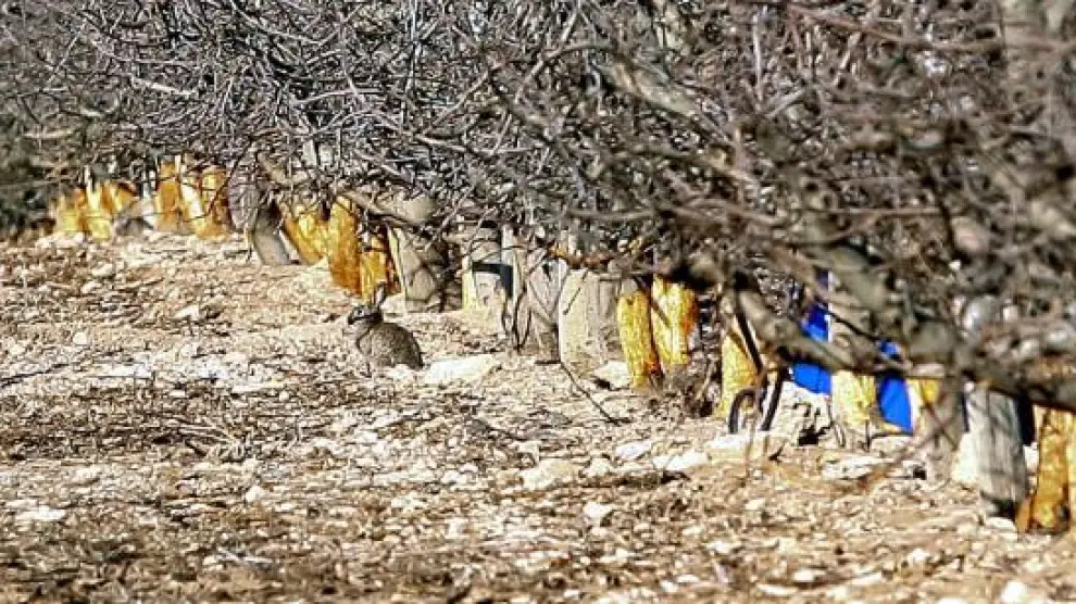 La parte baja de los troncos es comida por los conejos, como puede verse en esta imagen de archivo de una finca de Calatorao.