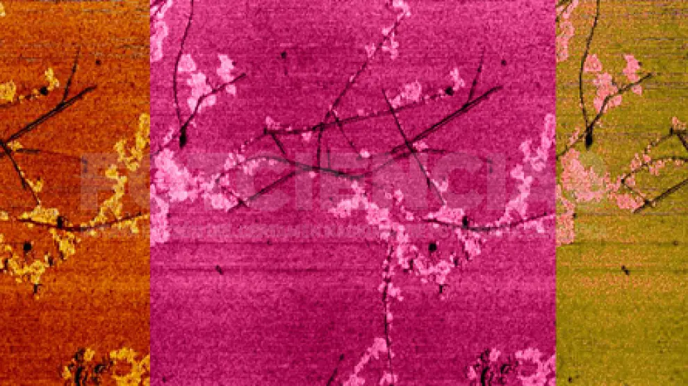 'Sakura', obra ganadora del premio 'Año Internacional de la Química' de Fotciencia