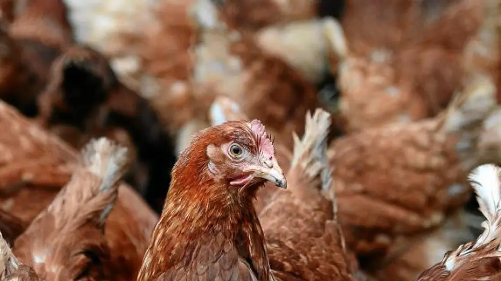 Cientos de granjas avícolas alemanas están cerradas por la utilización de piensos contaminados.