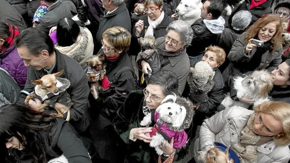 Los perros, bien abrigados para contrapesar el frío zaragozano, esperan en brazos de sus dueños la bendición de San Antón.