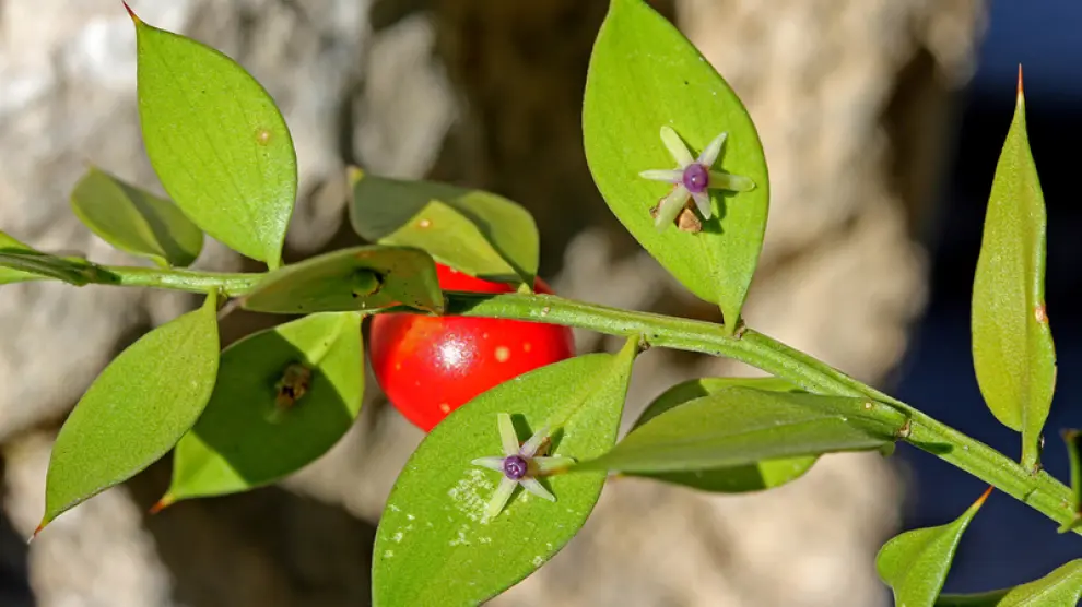 Flor y fruto del rusco en la zona del Monrepós