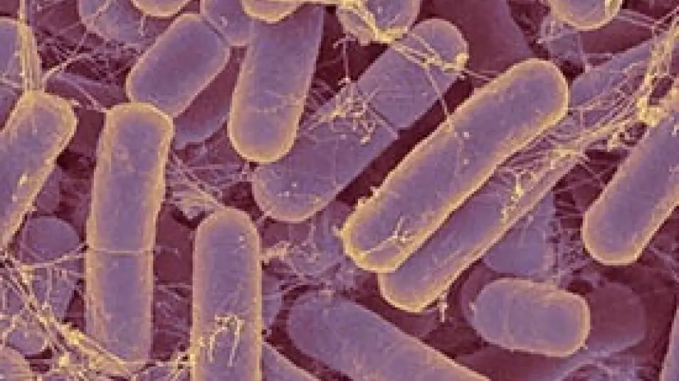 Colonia de bacteroides, el grupo de bacterias más numeroso de nuestro intestino. Entre otras funciones beneficiosas, protegen la mucosa intestinal: son los guardianes del castillo.