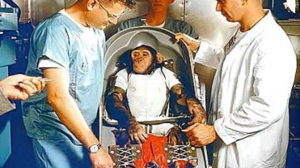 El chimpancé Ham se prepara para viajar al espacio.