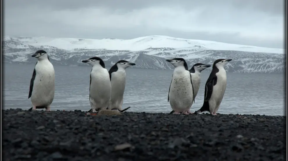 Los pingüinos son curiosos por naturaleza y se acercan a curiosear por la base