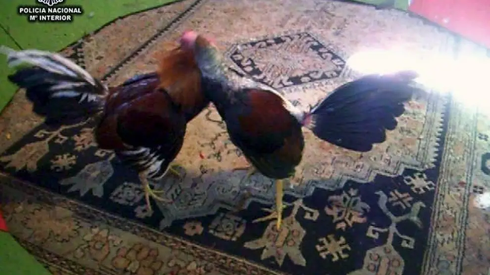 Foto cedida por el Ministerio de Interior, en la que se ven algunos  gallos utilizados para pelear