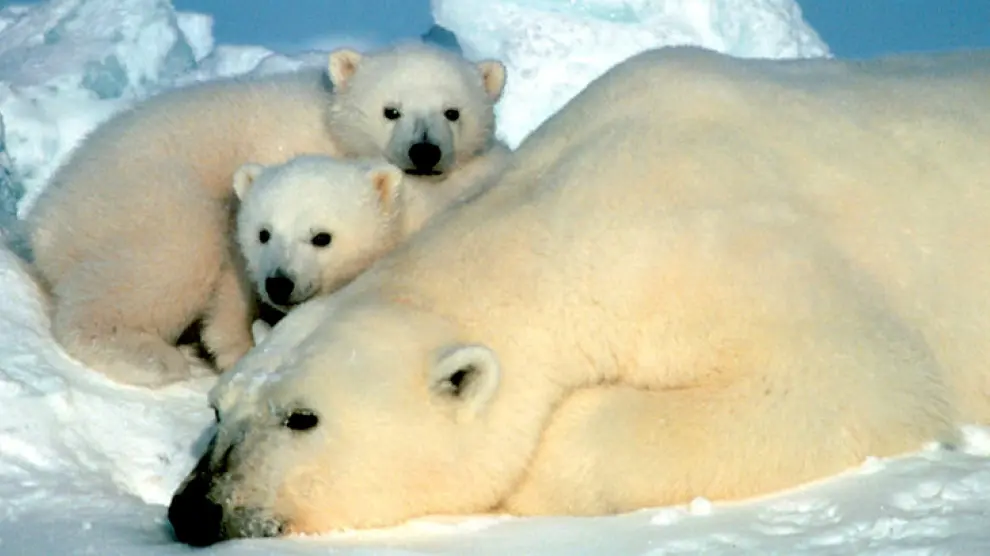 Foto de archivo de osos polares.