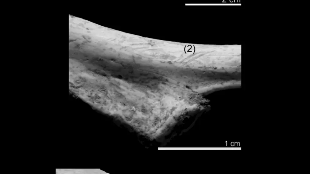 Detalles de las marcas de corte en fósiles encontrados en Atapuerca