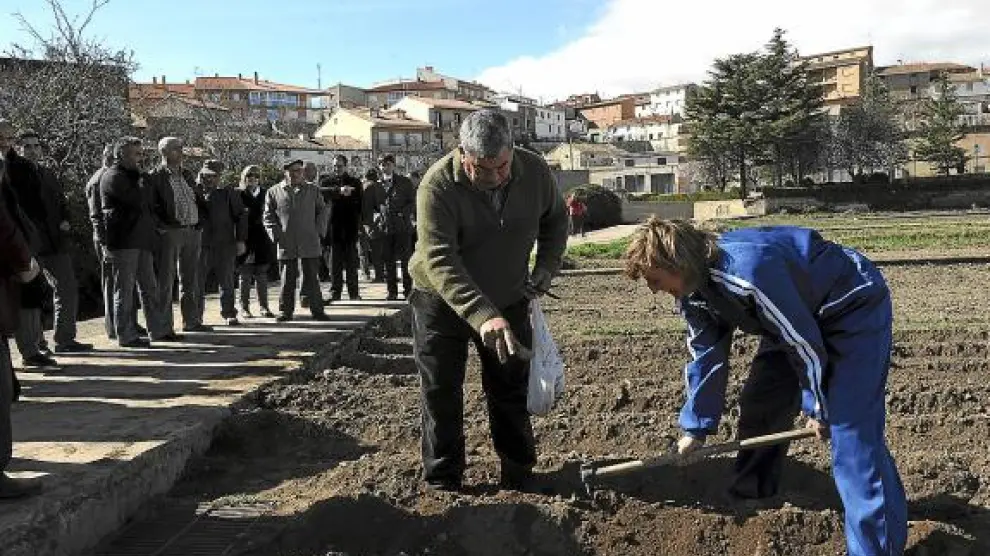 La alcaldesa de Cella colabora en la siembra de un gajo de patata en un campo de la localidad.