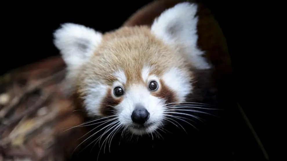 Bebé de panda rojo, en un zoo de Sídney