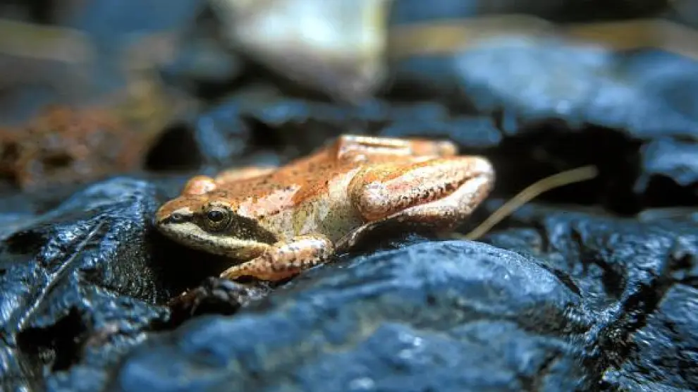 La rana pirenaica tiene rasgos morfológicos y ecológicos que la diferencian de la rana bermeja.