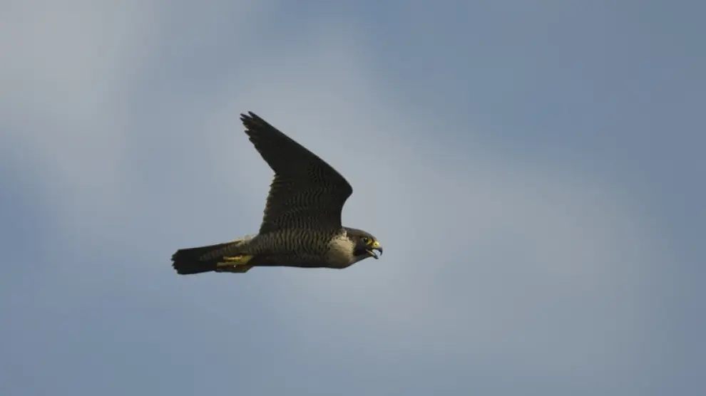 Halcón peregrino (Falco peregrinus)