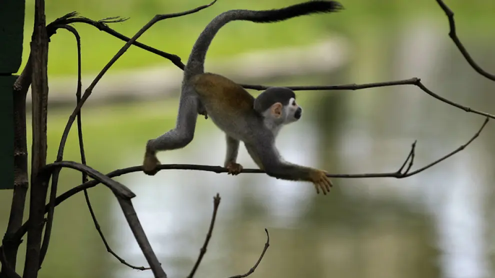 Mono ardilla común, en la Reserva Natural de Río Negro, Brasil
