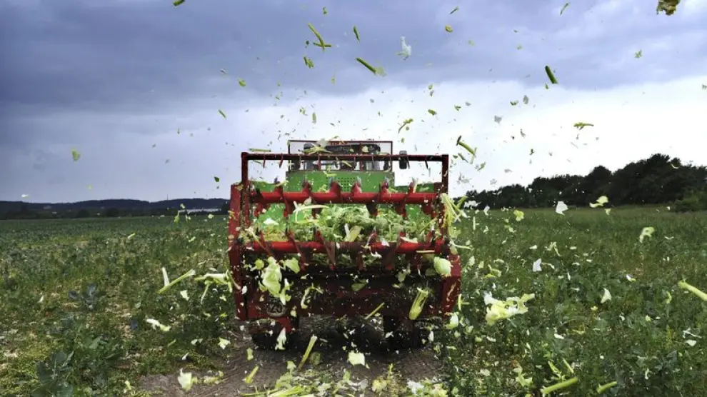 Agricultores en el norte de Alemania trituraron y tiraron a la basura toneladas de lechugas, pepinos y coles, debido a la posibilidad de que estén infectadas