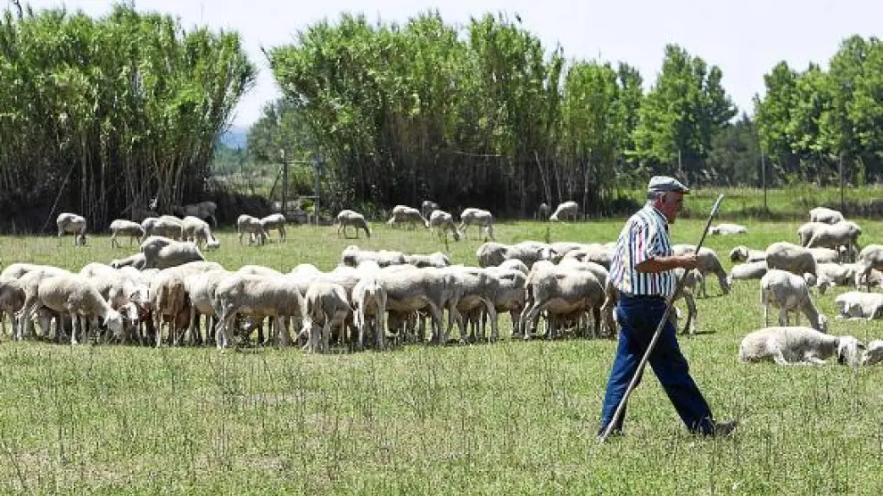 Ángel Gay pastorea el rebaño de 750 ovejas que tiene junto al Ebro en la zona de Movera.
