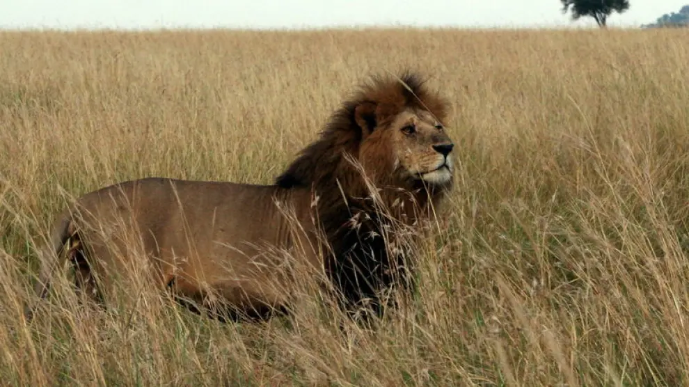 Un león en la sabana africana.