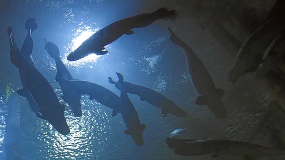 Imagen de arapimas de hasta más de dos metros en el tanque central del acuario de Zaragoza, una visita imprescindible con niños.