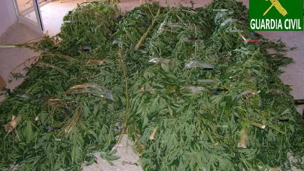 La Guardia Civil intervino en el domicilio 40 kilos en plantas de marihuana