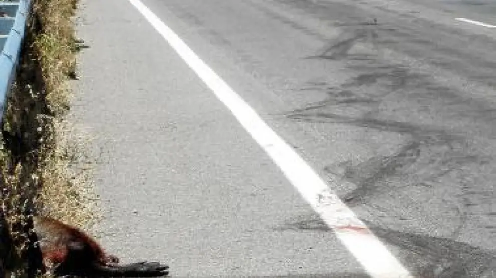 Un jabalí muerto tras la colisión con un coche cerca de Sariñena.