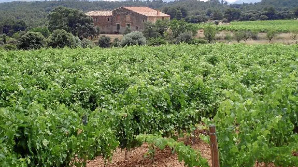 La finca está actualmente integrada por 38 hectáreas de viñedos.
